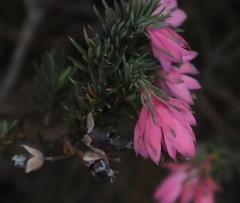 Erica glauca elegans