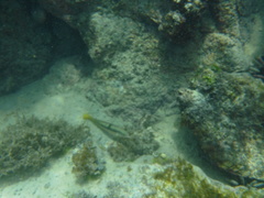 Halichoeres nicholsi