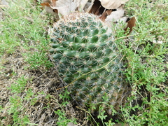 Coryphantha clavata clavata