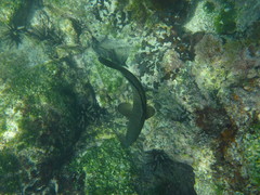 Epinephelus analogus