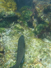 Epinephelus analogus