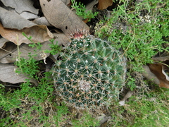 Coryphantha clavata clavata