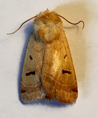 Dichagyris variabilis