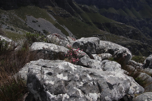 Image of Erica glauca by (c) Tony Rebelo, some rights reserved (CC BY-SA)