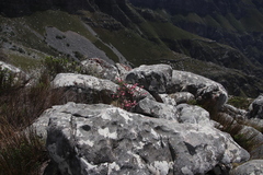 Erica glauca elegans