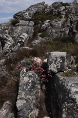 Erica glauca elegans