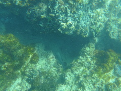 Dermatolepis dermatolepis