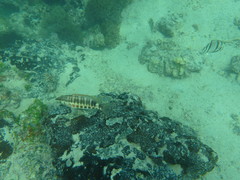 Serranus psittacinus