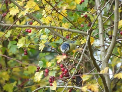 Cyanistes caeruleus