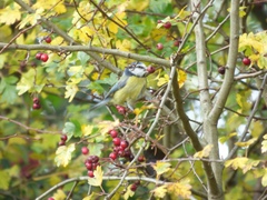 Cyanistes caeruleus