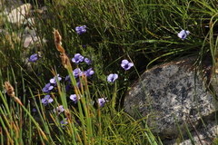 Viola decumbens decumbens