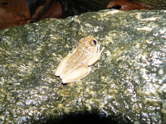 Plectrohyla lacertosa