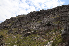 Askidiosperma andreaeanum