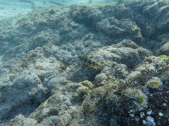 Malacoctenus tetranemus