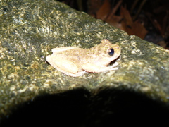 Plectrohyla lacertosa