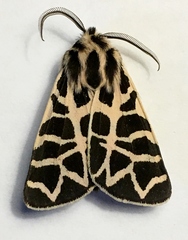 Apantesis nevadensis