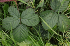 Rubus tuberculatus