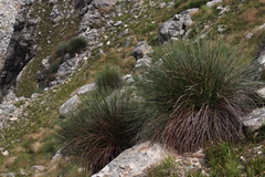 Askidiosperma andreaeanum