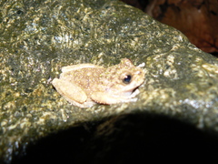 Plectrohyla lacertosa