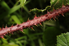 Rubus tuberculatus