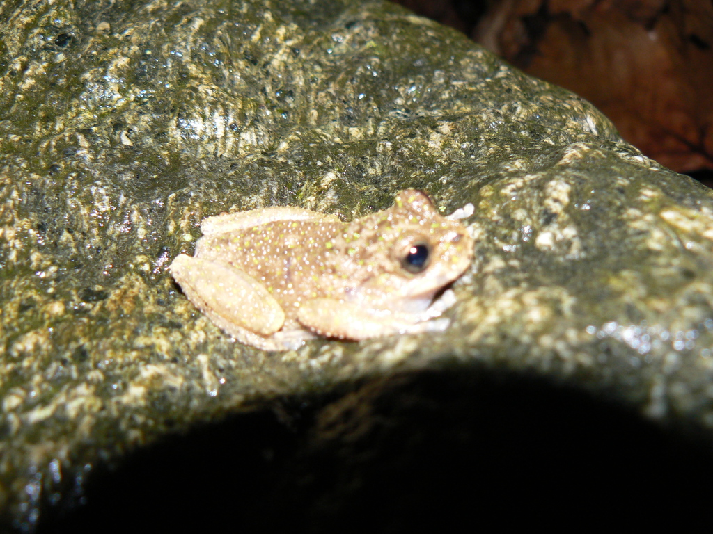 Pop-Eyed Spikethumb Frog