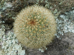 Mammillaria densispina