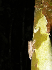 Plectrohyla lacertosa