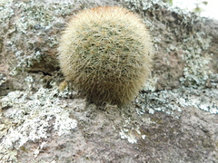 Mammillaria densispina