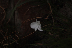 Disa virginalis