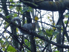 Sciurus carolinensis