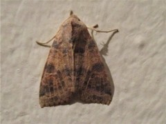 Xanthia ocellaris