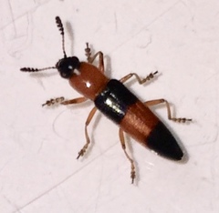 Languria trifasciata