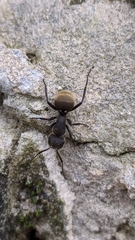Camponotus