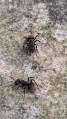 Camponotus