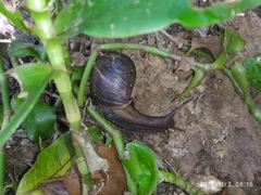 Lissachatina fulica