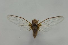 Birrima varians