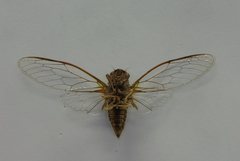 Birrima varians