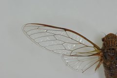 Birrima varians