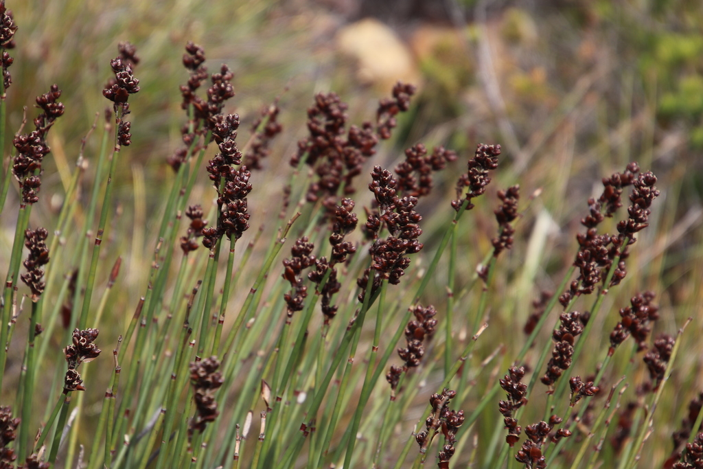 Elegia marlothii