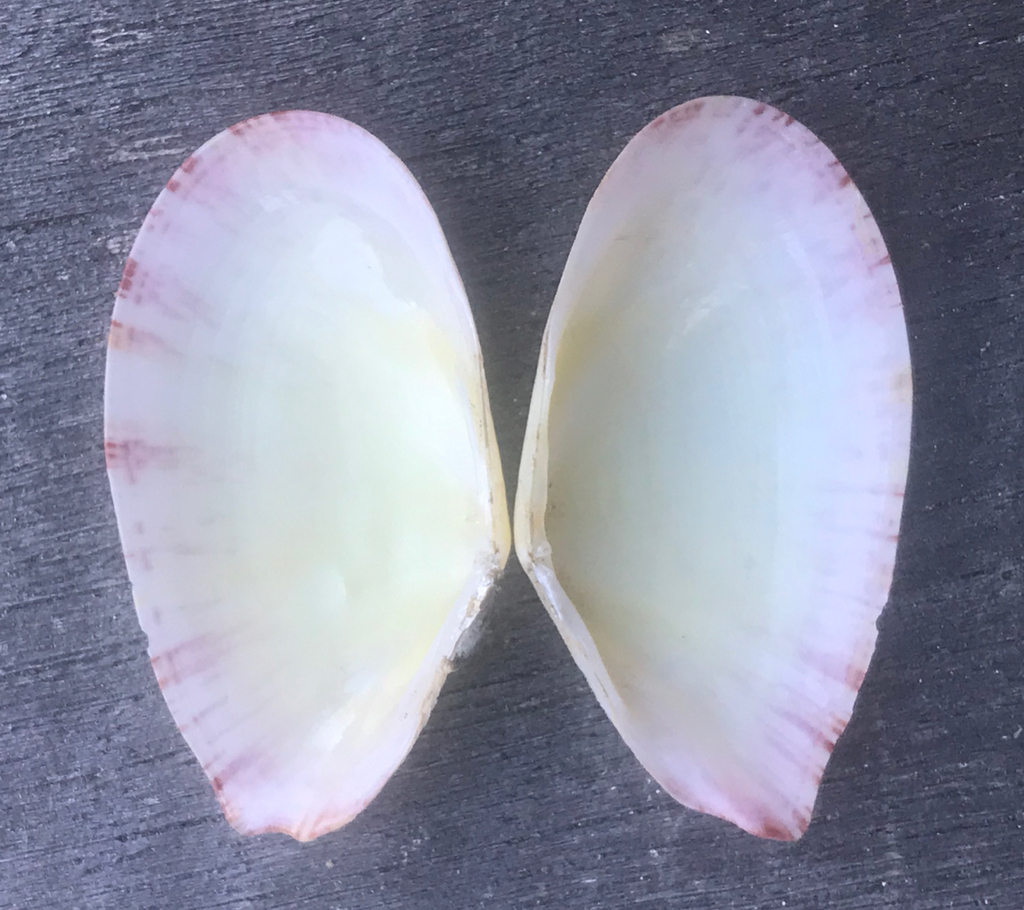 Tellinella crucigera