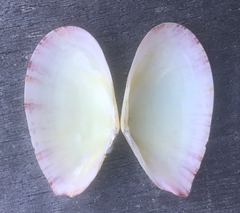 Tellinella crucigera