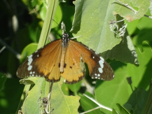 Plain Tiger Butterfly