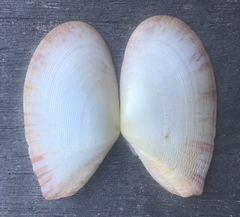 Tellinella crucigera