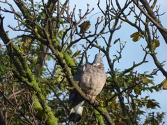 Columba palumbus