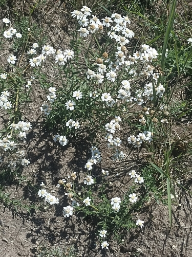 Pyrenean Sneezewort (Achillea pyrenaica)