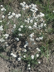 Achillea pyrenaica, photograph (c) Yokki, some rights reserved (CC BY)