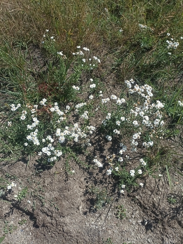Achillea pyrenaica, photograph 3