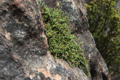 Centella villosa