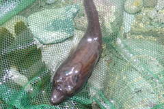 Lepadogaster purpurea