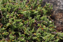 Centella villosa